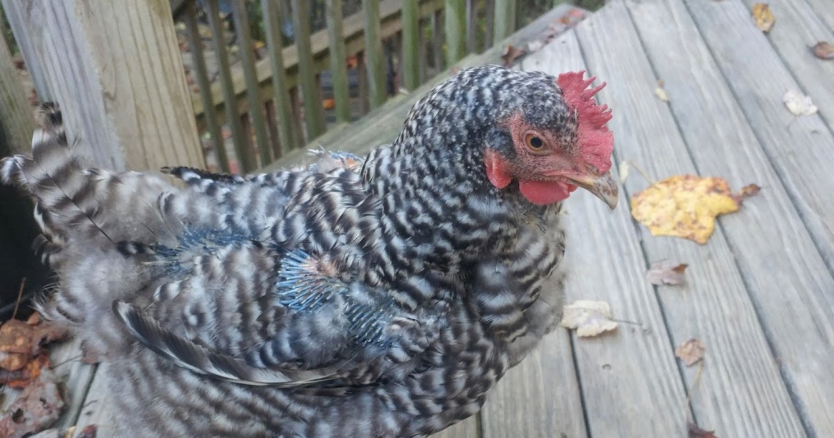 Pam's Backyard Chickens Molting Chickens Explained
