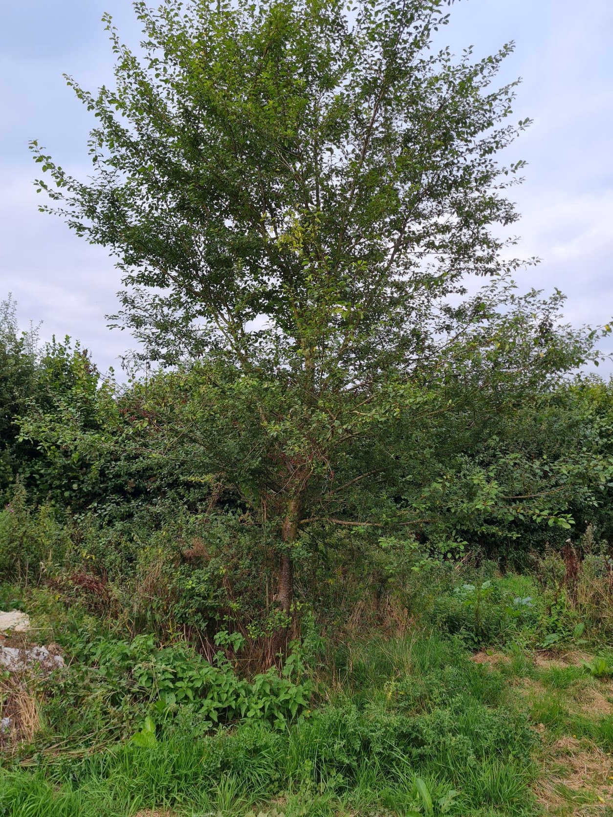 An English Homestead Trouble With My Damson Trees