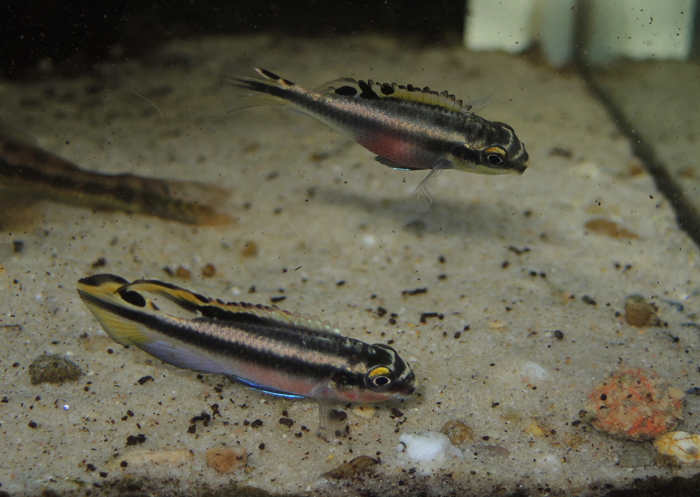 WaterWorld Pelvicachromis Pulcher Next generation