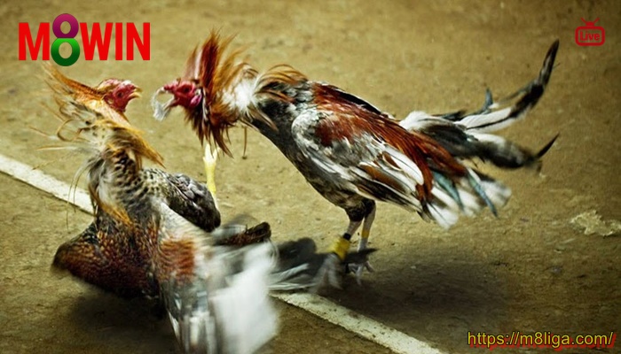 SABUNG AYAM ONLINE INDONESIA Apa Dari Permainan Sabung