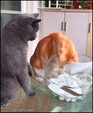 Funny Cat GIF • Cat tries to catch fish in the fish bowl but the other one doesn't want! Funny Cat GIF • Cat tries to catch fish in the fish bowl but the other one doesn't want!