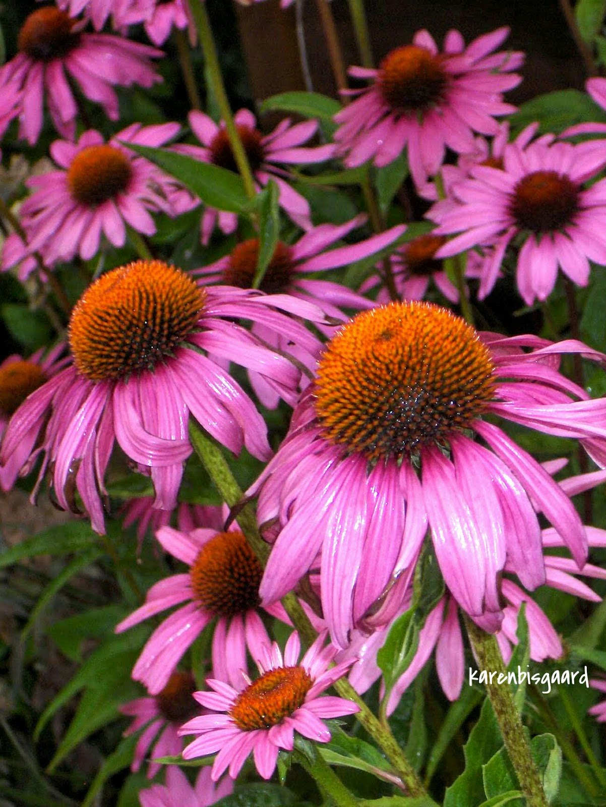 Karen`s Nature Photography Custer of Blooming Coneflowers.