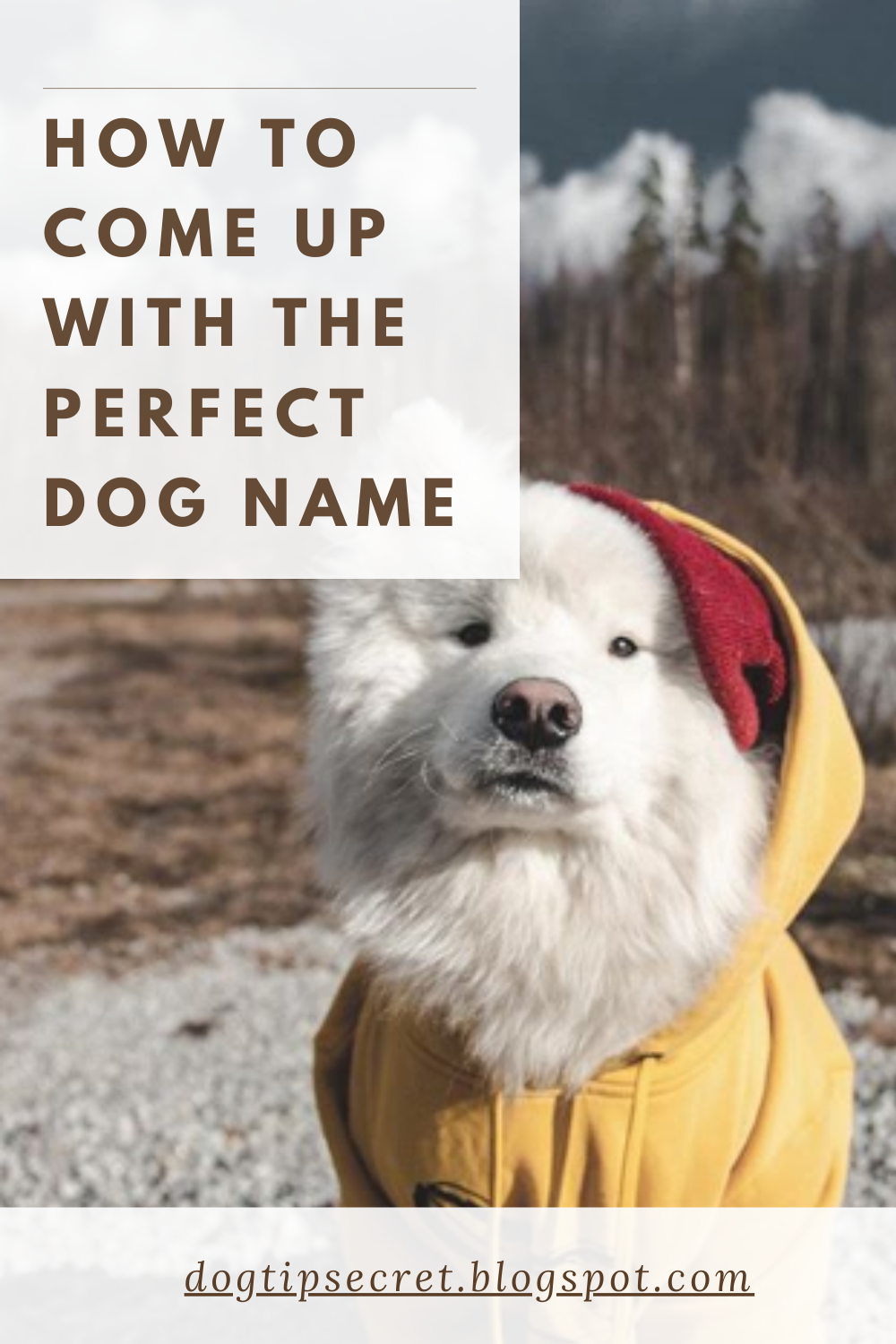 How To Come Up With The Perfect Dog Name Dog Tips Secret