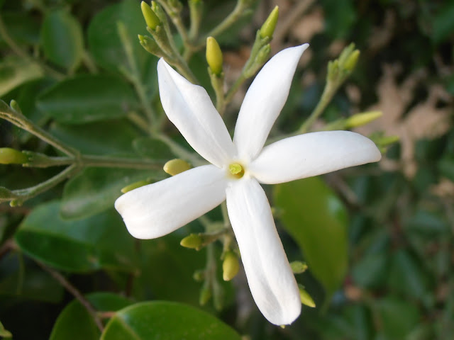 JAZMÍN DE LAS AZORES: Jasminum azoricum