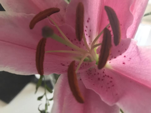 lily-bloom-pink