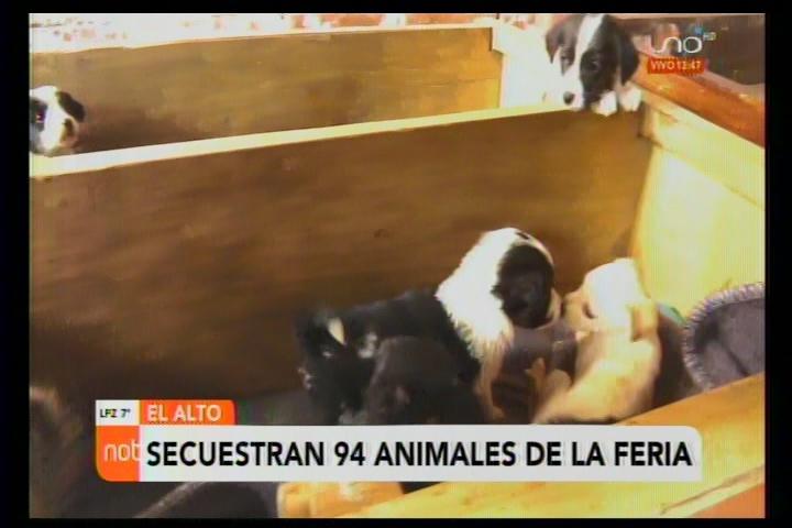 El Alto: Operativo coordinado logra rescatar 94 animales de la Feria 16 de Julio