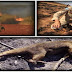 Fotos de animais mortos não foram feitas na Amazônia, são fotos de 2011 