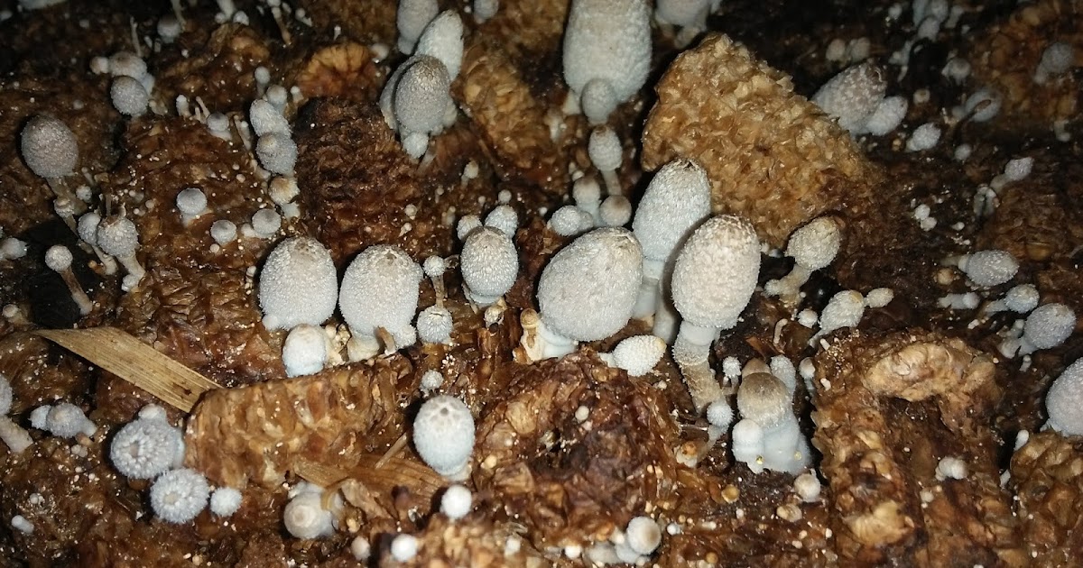 CARA BUDIDAYA JAMUR JANGGEL BUDIDAYA JAMUR TIRAM DI MEDAN SUMATERA UTARA