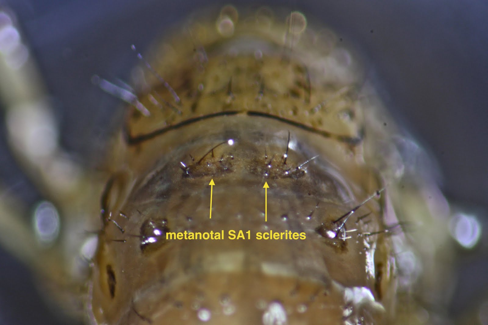 Aquatic Insects of Central Virginia: Additional Notes on Black Fly ...