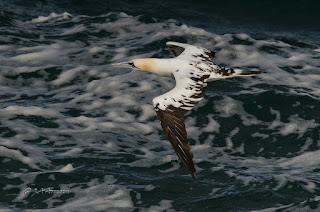 Alcatraz atlántico, Morus bassanus, Northern Gannet