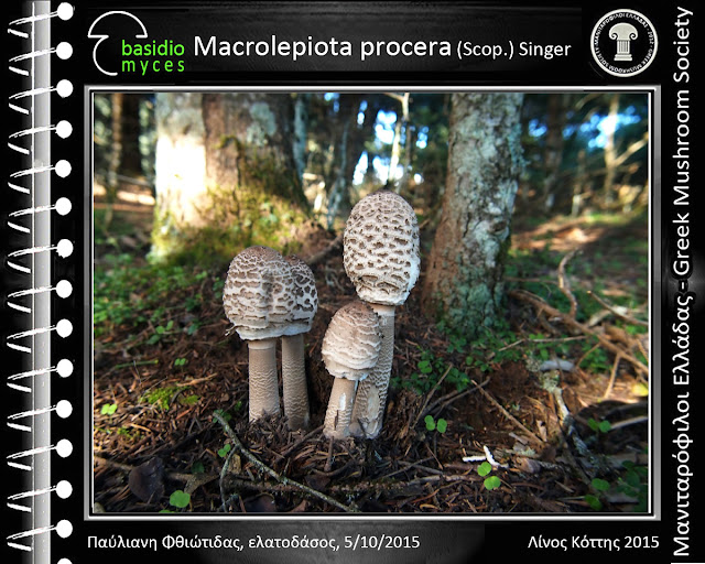 Macrolepiota procera var. procera (Scοp.) Singer