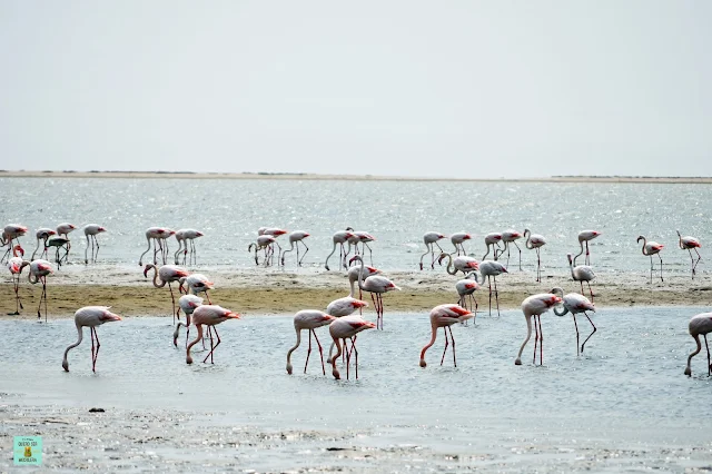 Flamencos en la laguna de Walvis Bay, Namibia