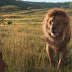 Nouvelle image pour le live-action Le Roi Lion de Jon Favreau