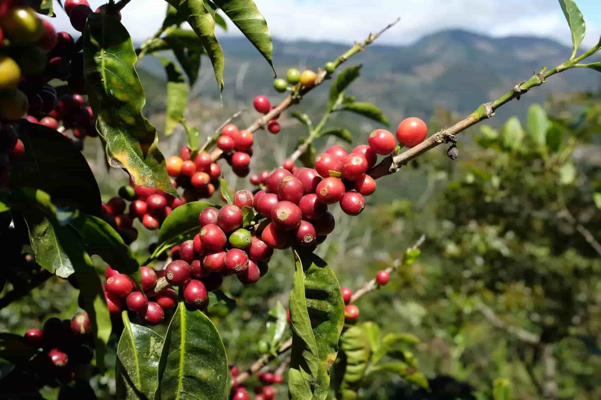 coffee interesting facts, fun facts about coffee in marathi, coffee history, coffee facts 2020, benefits of coffee in marathi, coffee facts health, international coffee day, history of coffee beans, coffee disadvantages, side effects of coffee in marathi, coffee history facts, कॉफीचा शोध, कॉफी माहिती, कॉफीचा इतिहास, कॉफी पिण्याचे फायदे, नुकसान, health benefits of coffee