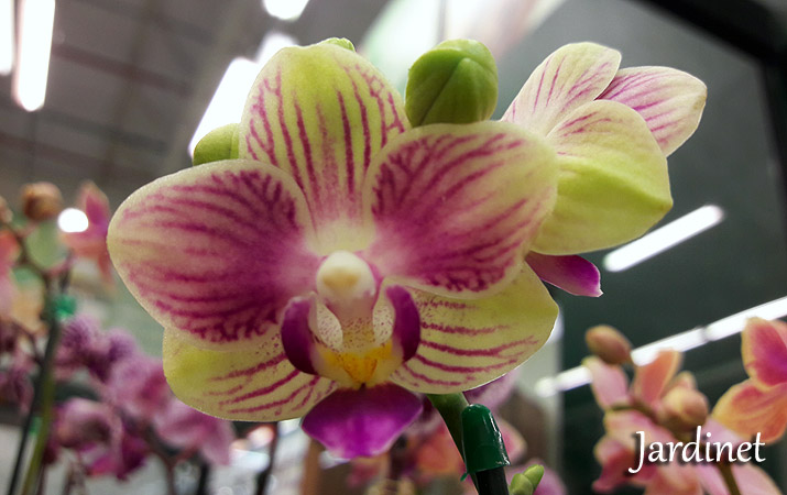 Como cuidar de mini orquídea Phalaenopsis - Jardinet