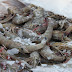 Frozen Shrimp Export Import Buying Guides