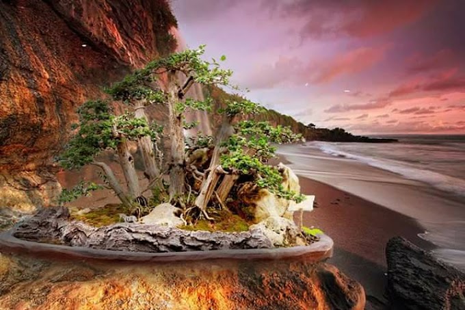 BUTUH PROSES MEMBUAT BONSAI AGAR INDAH DAN CANTIK