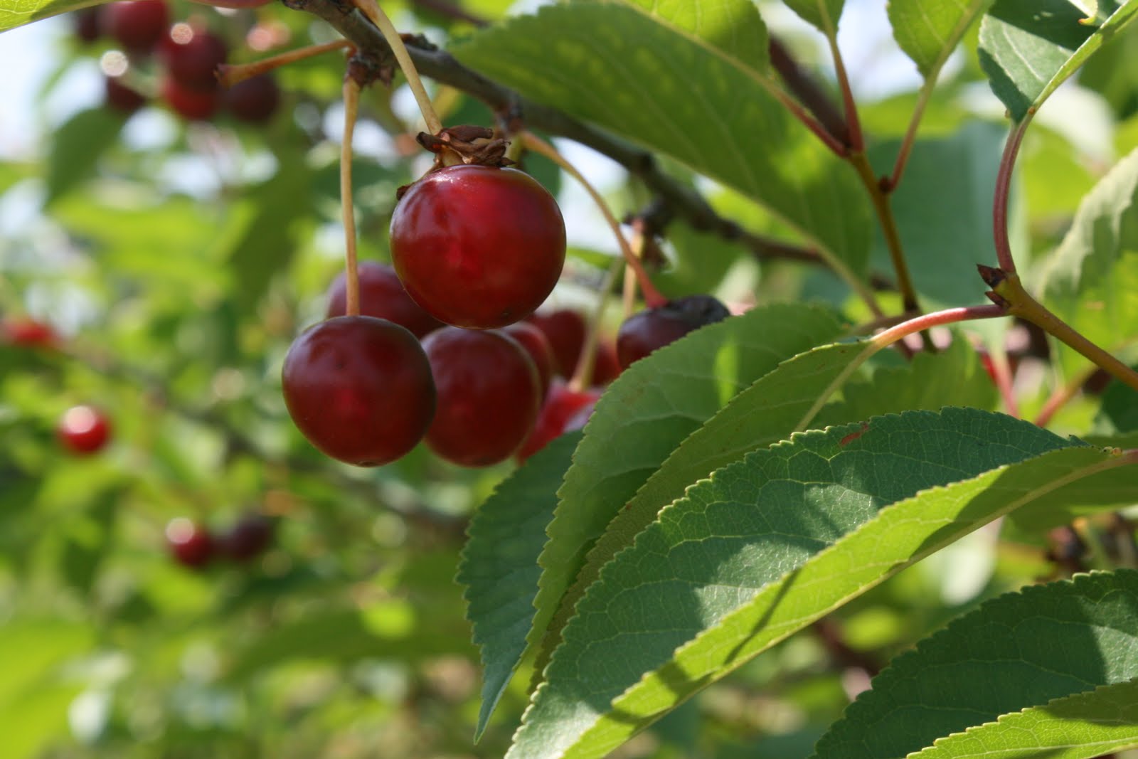 Elbow Deep in Earth: Tart (sour) cherries are in Season!