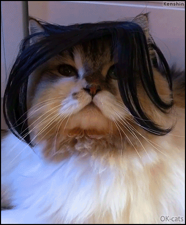 Funny Cat GIF • Chirping cat wearing black wig. He's not amused.