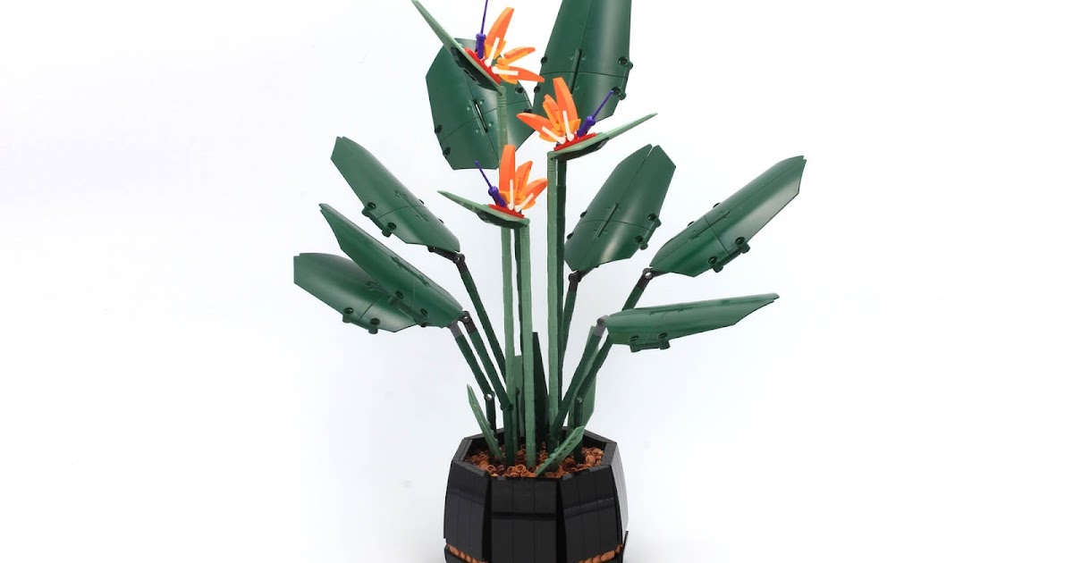 Bird of Paradise (LEGO 18+ Botanical Collection - 10289) - Review -  Brickonaute