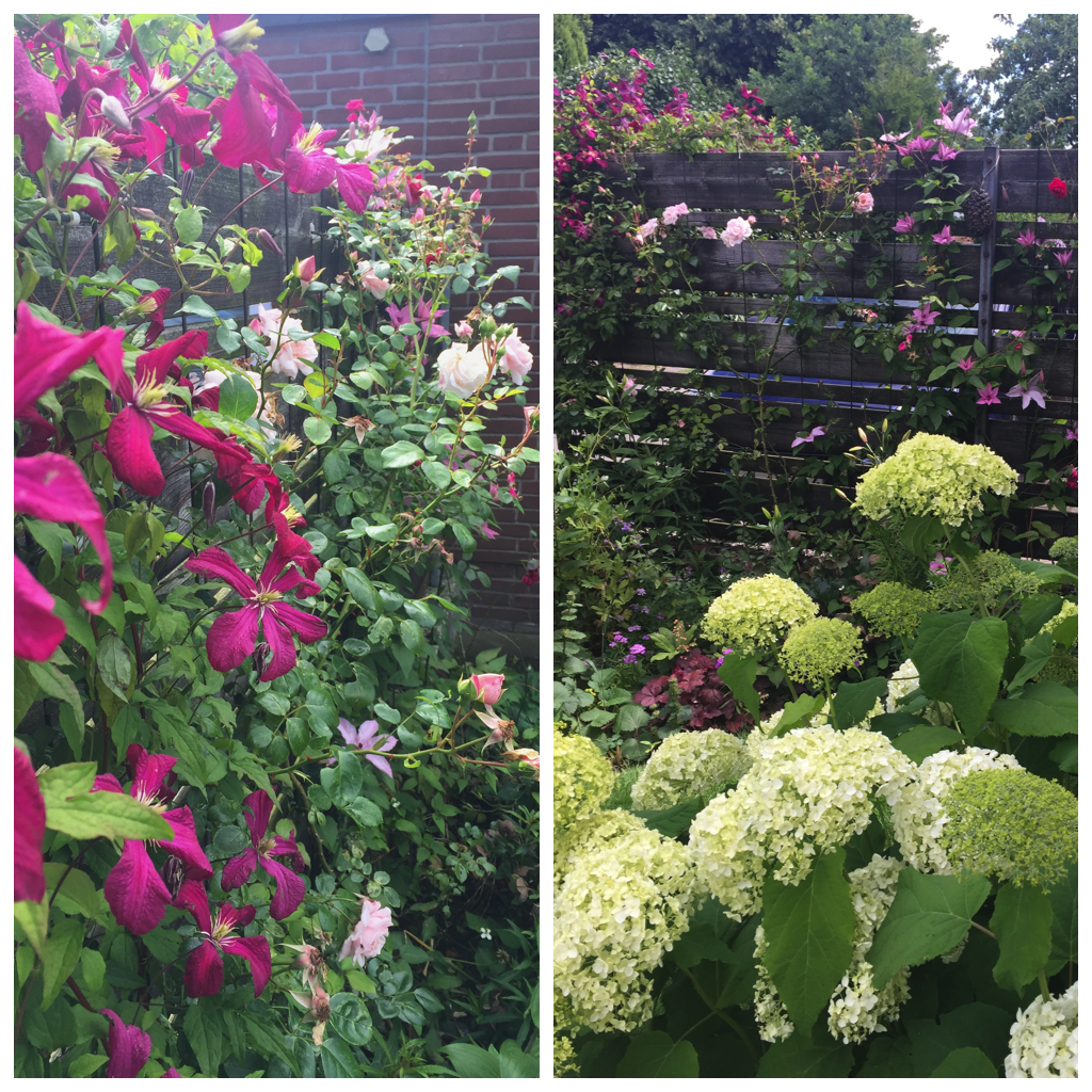 Der Garten im Juli Sunnys Haus