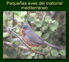http://iberian-nature.blogspot.com.es/p/ruta-tematica-pequenas-aves-del.html