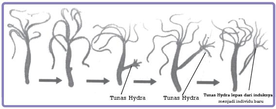 Hydra sp berkembang biak dengan cara