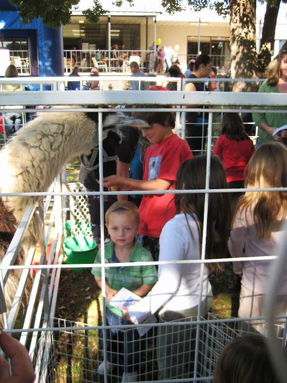 Petting Zoo