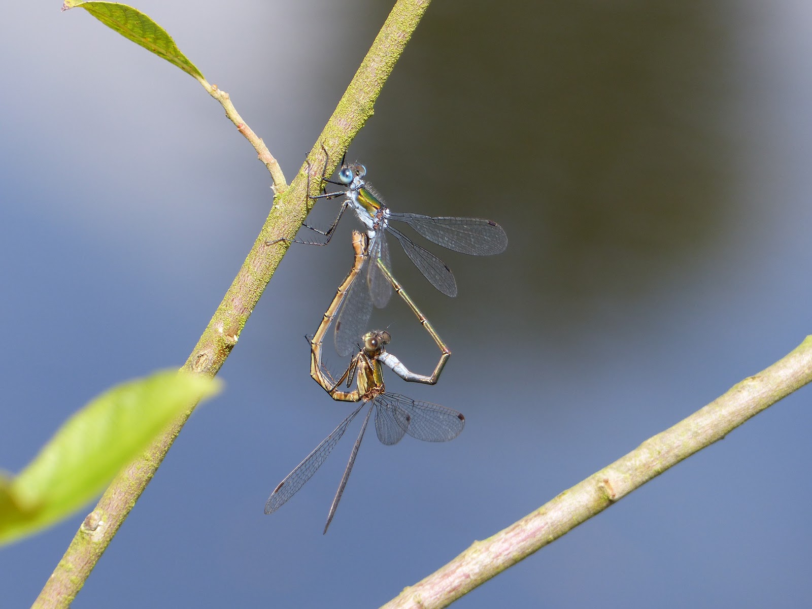 Linacre Blogger Dragonfly and Butterfly News