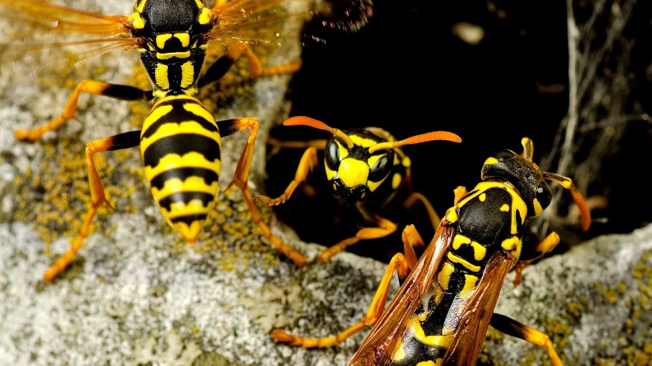 How To Control Yellow Jackets Yellow Choices