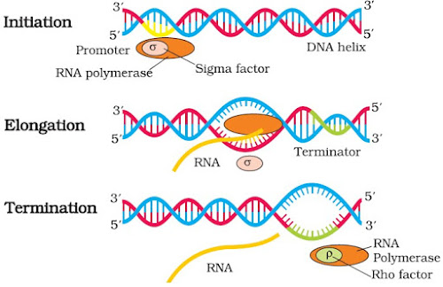Molecular Basis of Inheritance - Notes | Class 12 | Part 5: Transcription