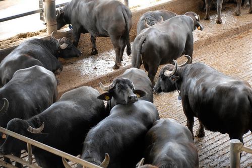 معلومات عن أنواع الجاموس