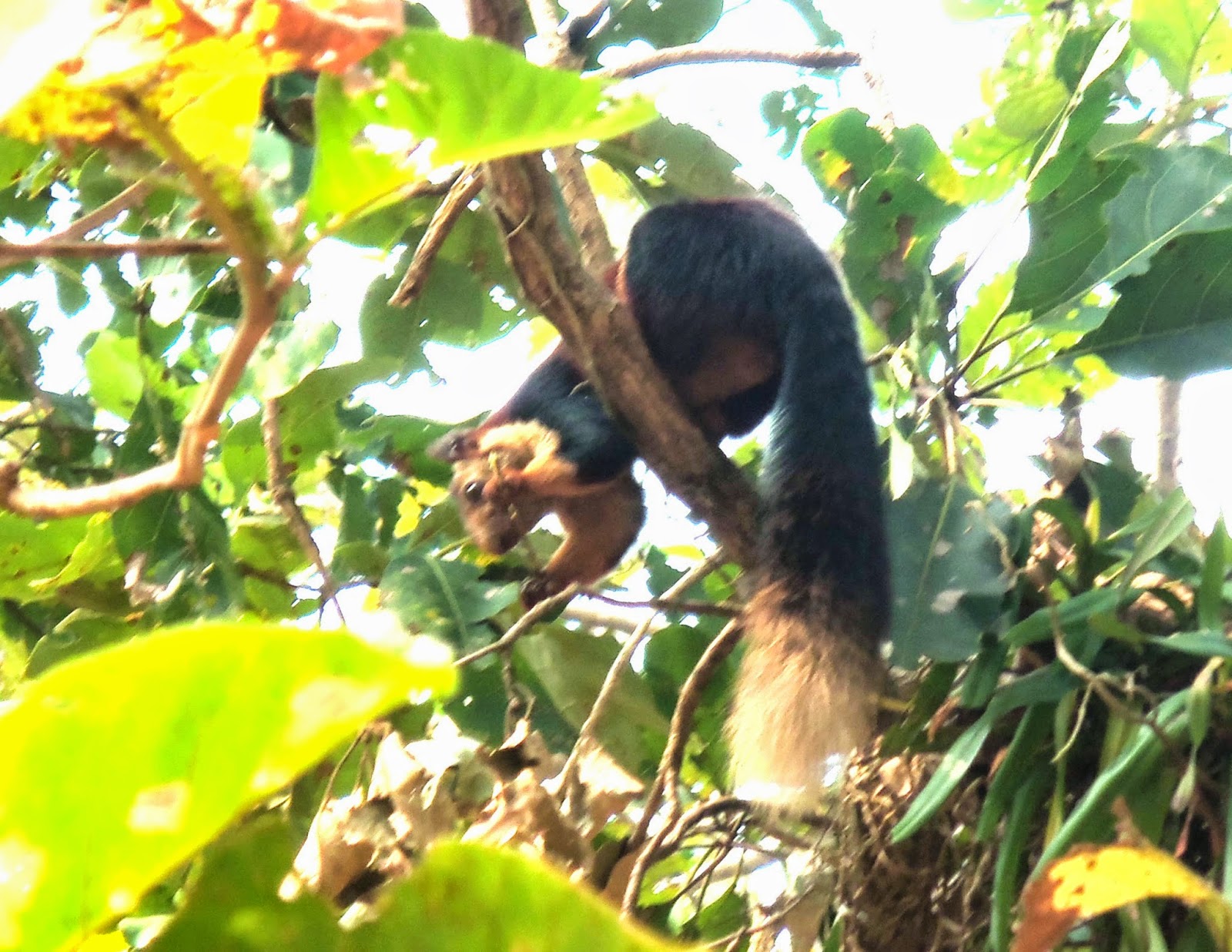 The giant squirrel that grabbed our attention