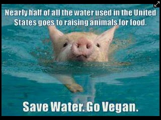 Salvá el agua, sé vegano / Save water, go vegan
