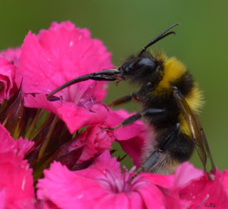 Hummel, bumblebee, hommel, grerëz, bumbar, humlebi, kimalainen Insekten, insekte, insektet, intsektuak, insekti, Насекоми, insekter, insects, Putukad, Hyönteiset, insectes, έντομα, serangga, feithidí, skordýr, insetti,
