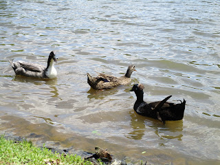 See Ducks on Walking Trail at Dan Nicholas Lake © Katrena