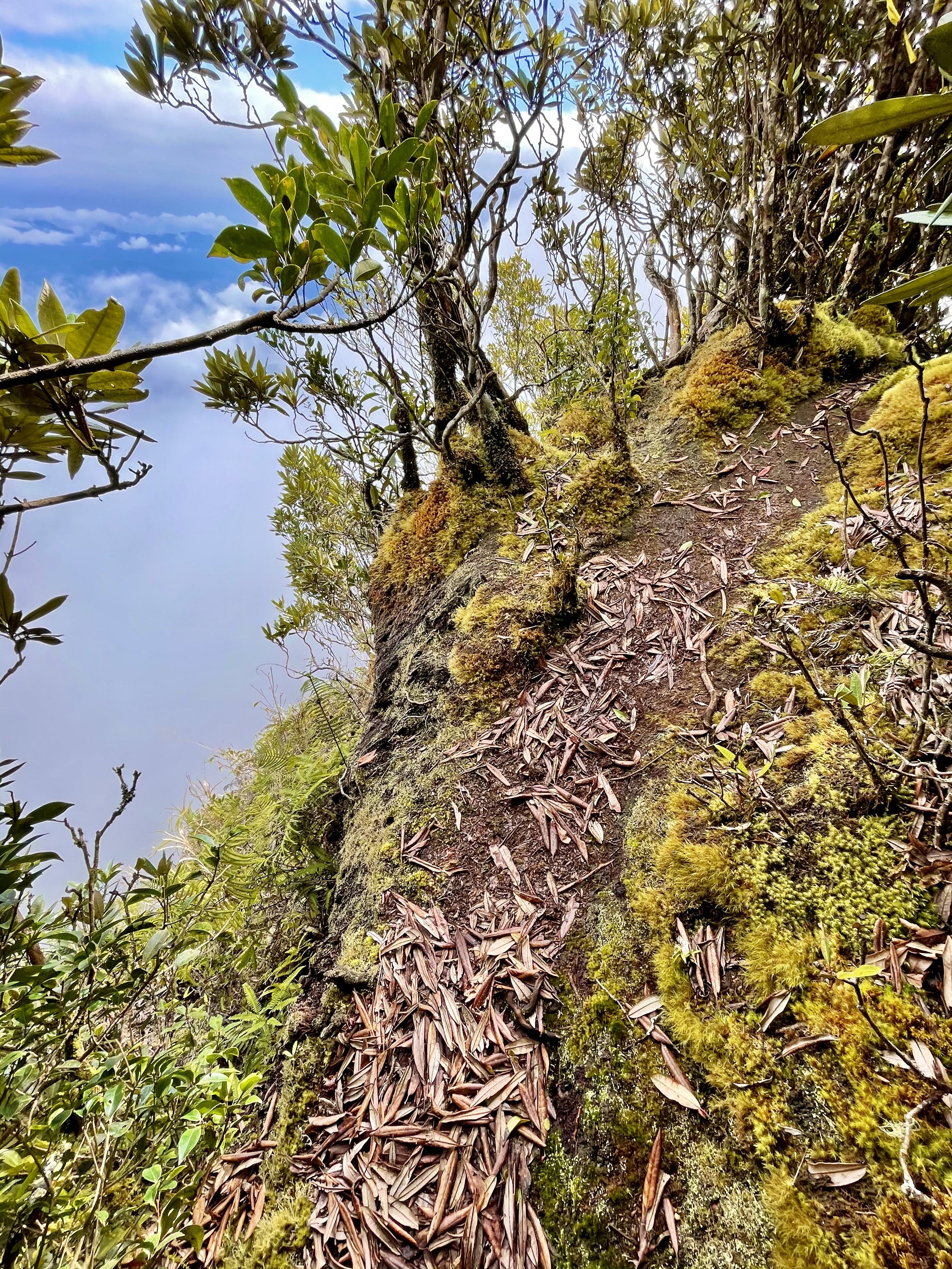 玉里山登山路徑沿線可以眺望花東縱谷