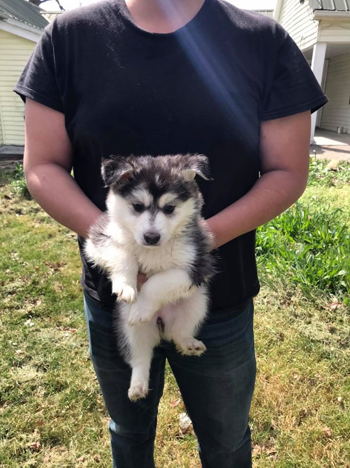 Female Miniature Siberian Husky Puppy Available Miniature Siberian