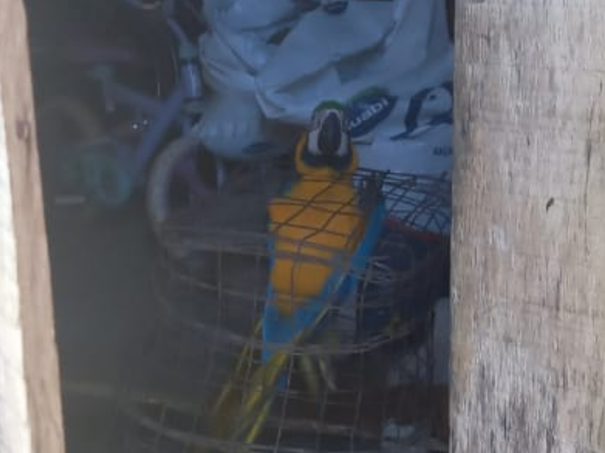 No local, os policiais militares foram recebidos pela proprietária de um sítio, que franqueou a entrada para fiscalização, onde foi localizada uma ave da fauna silvestre da espécie Arara-canindé, que encontra-se na lista de animais em extinção.