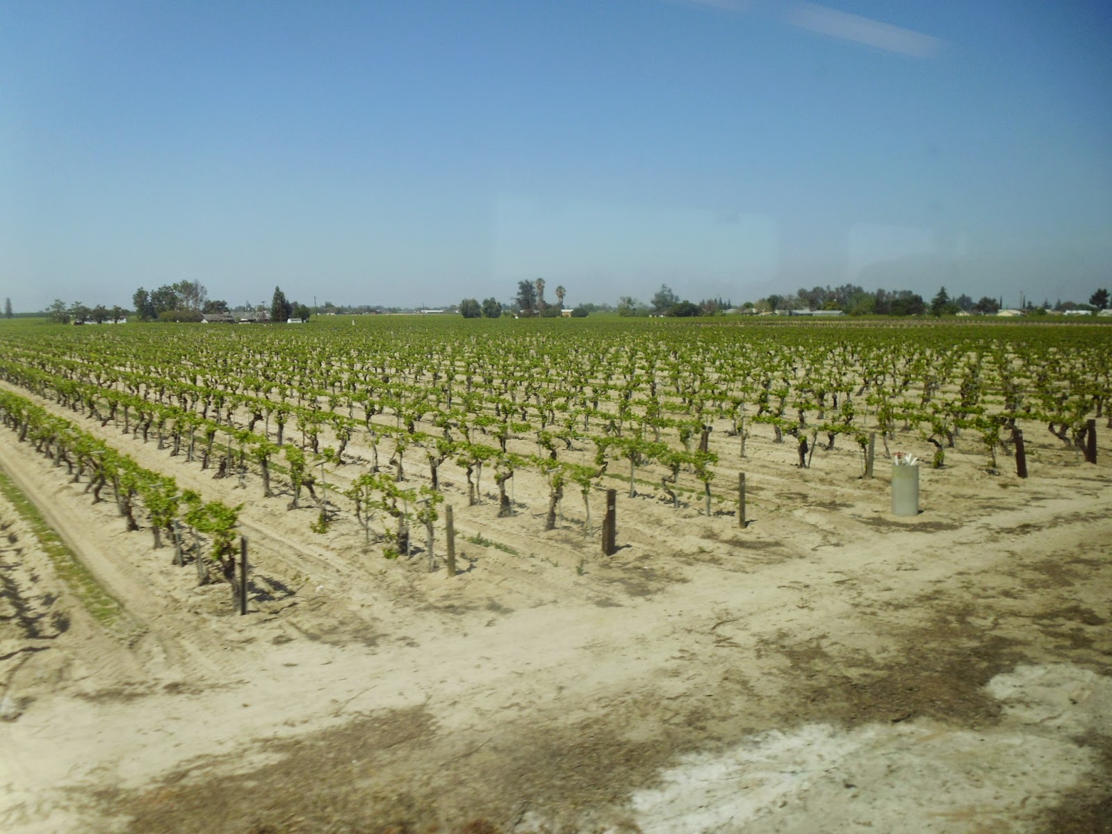 Central Valley Vineyard