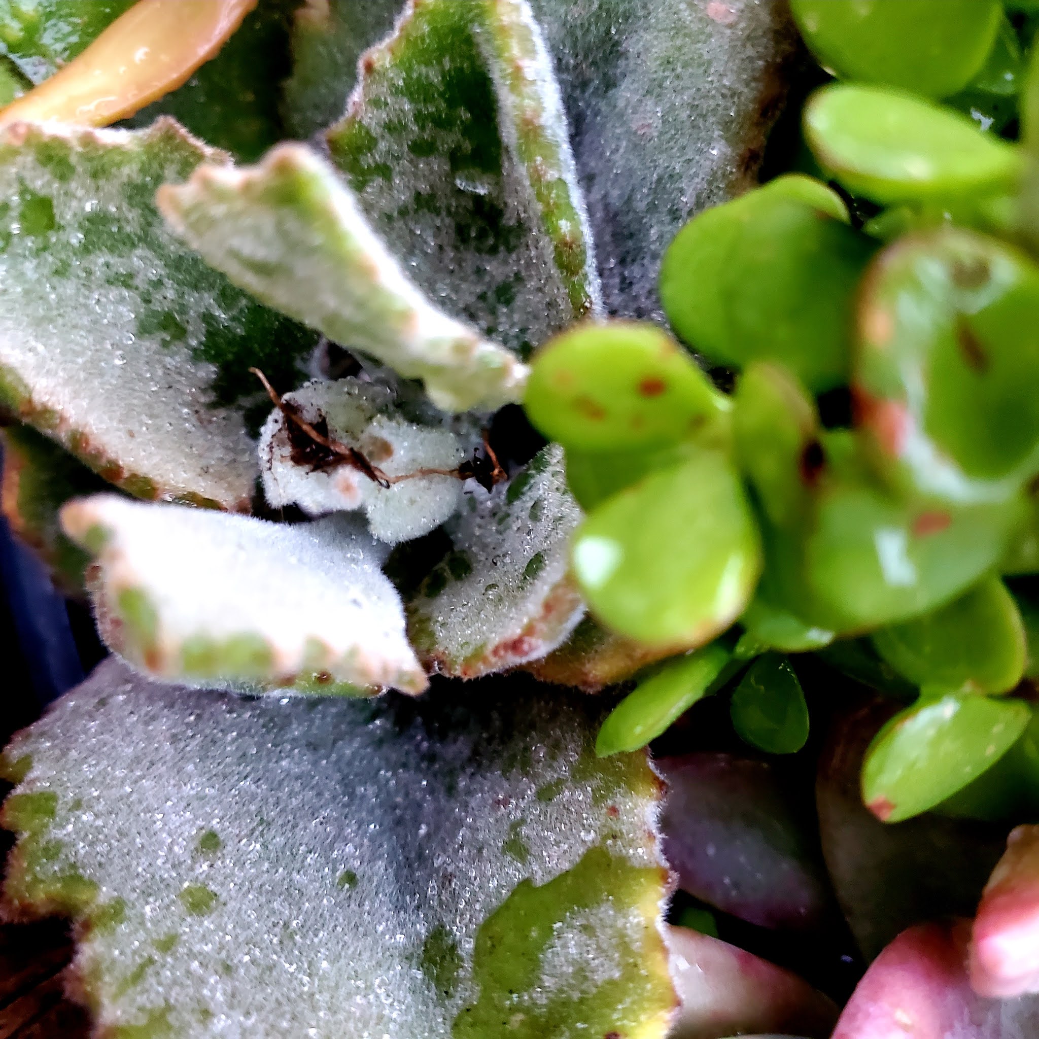 Photography Cacti in the Rain