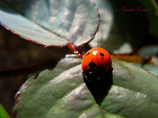 Coccinella su foglia di rosa