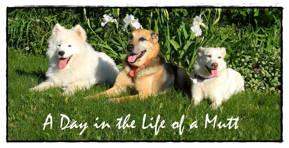 A Day in the Life of a Mutt