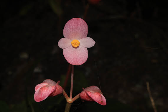 Begonia cavaleriei