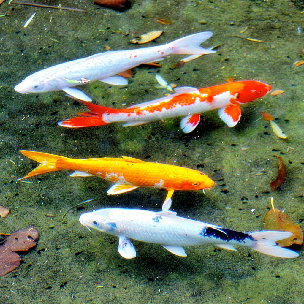fish share GAMBAR IKAN HIAS KOI  6