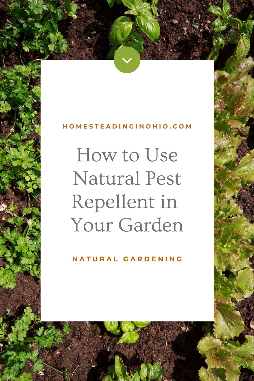 How to Use Natural Insect Repellent for Gardens Homesteading in Ohio