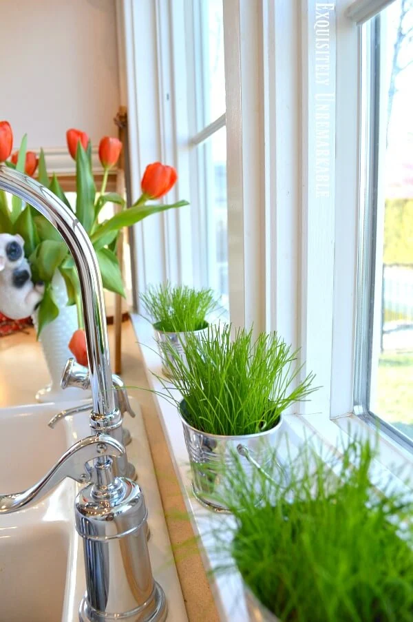 Green Grass In Pots On The Windowsill