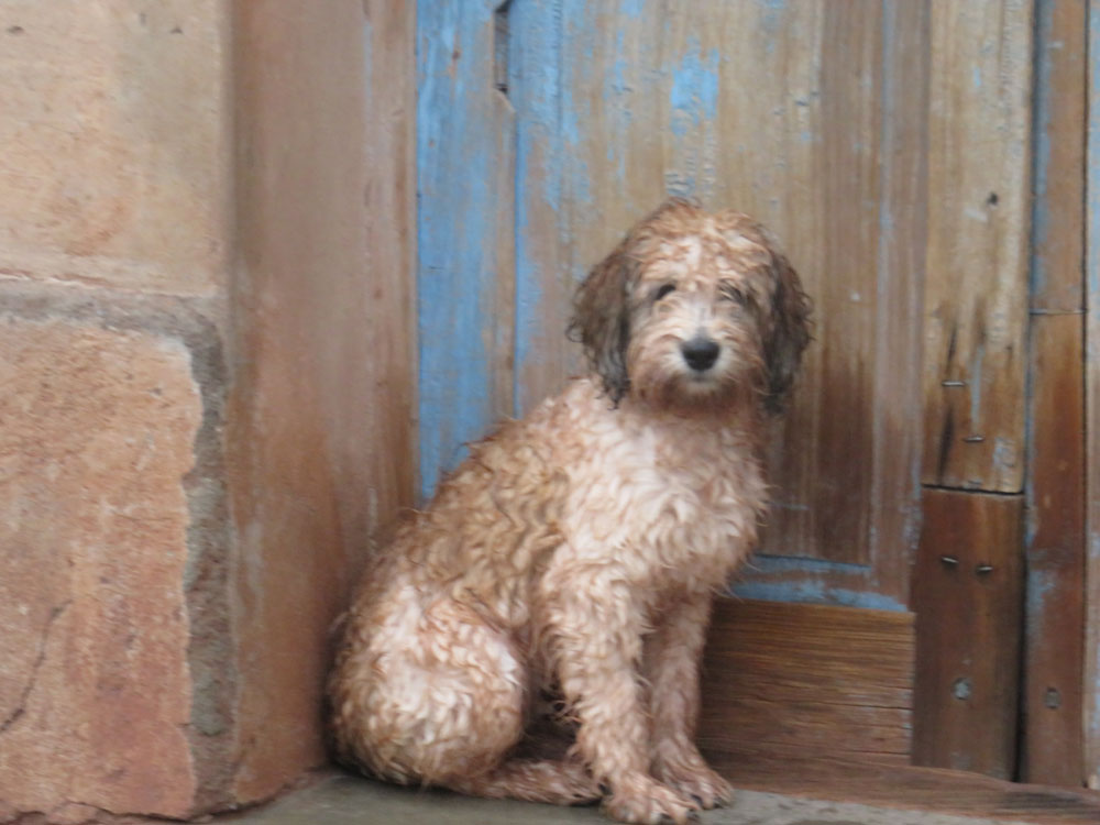 Padre Dietmar Krämer CP4PG DER REGENTAG