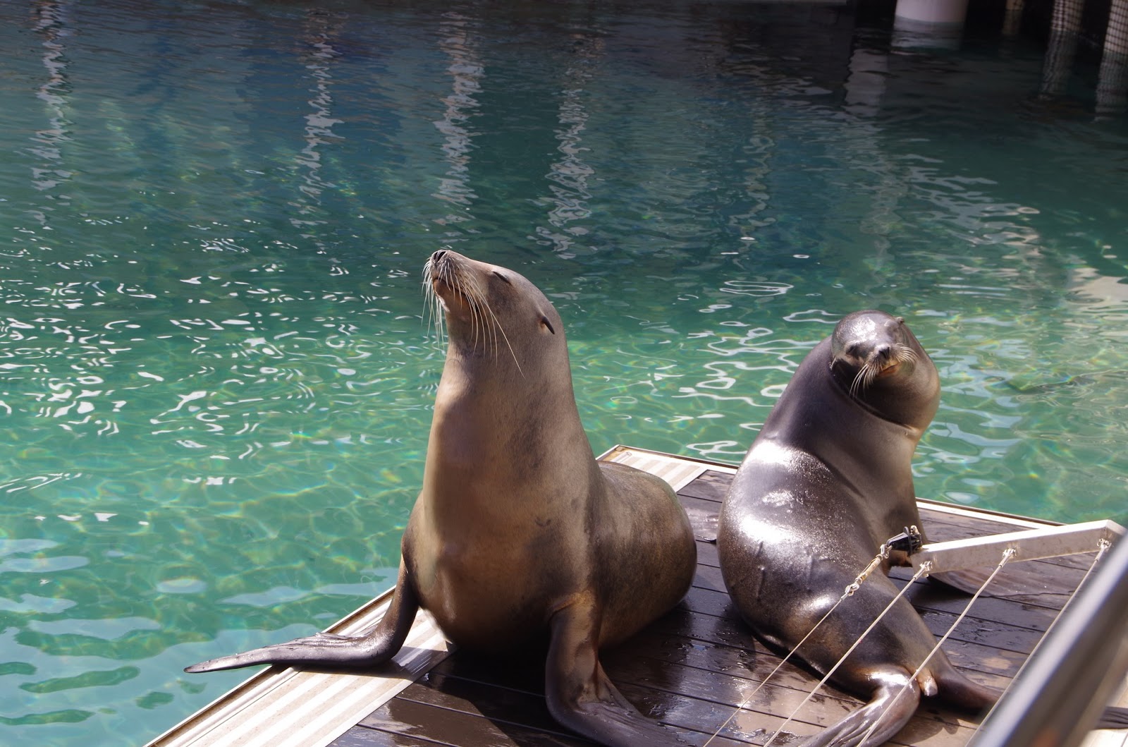 Hart Family World Tour of Australia Gold Coast Seaworld