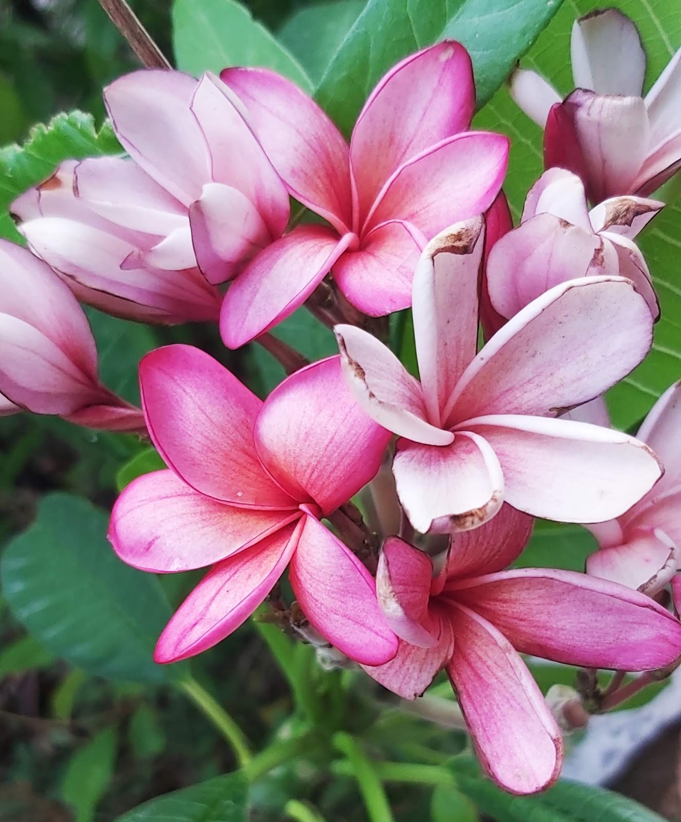 Jaipur Garden Plumeria Blooming season